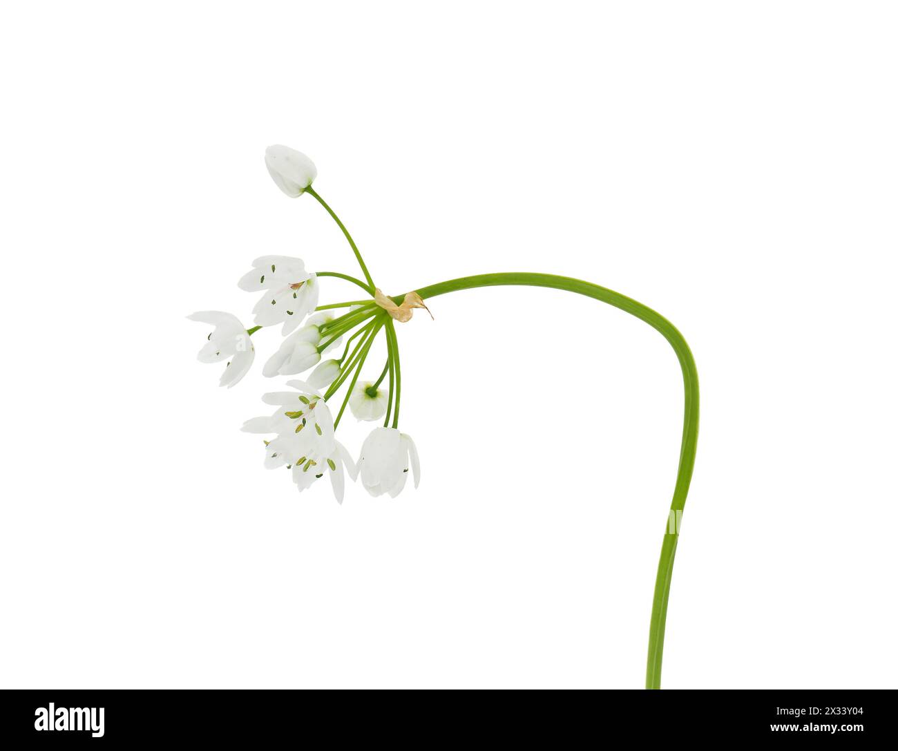 Fleur d'ail blanche isolée sur fond blanc, Allium neapolitanum Banque D'Images