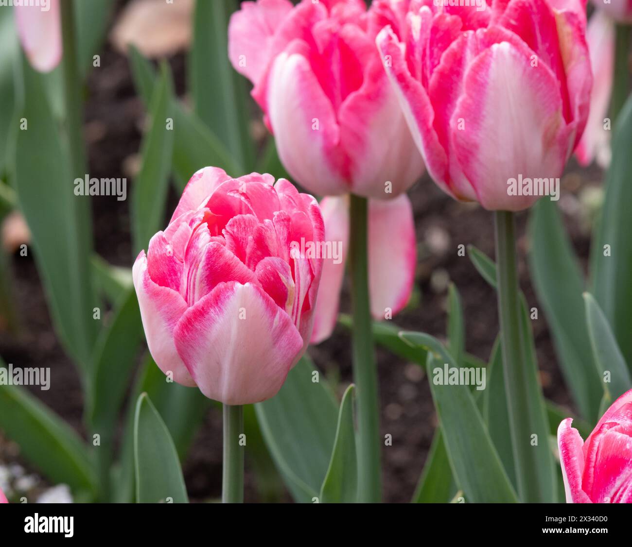 Tulip Foxtrot Banque D'Images