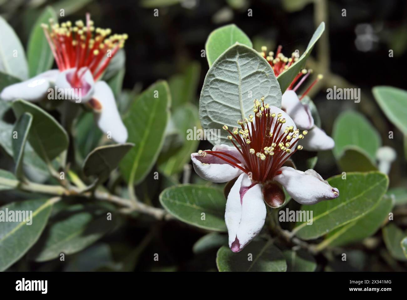 Italie, Latium, campagne, Ananas Feijoa goyave (fleurs) Banque D'Images