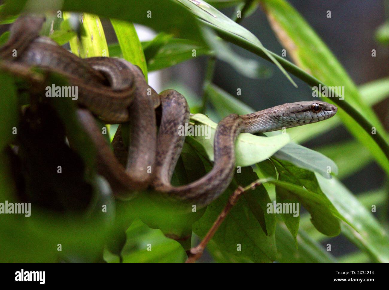 Racer à ventre de saumon, Mastigodryas melanolomus, Colubridae. Monteverde, Costa Rica. Mastigodryas est un genre de serpents coluhybrides. Banque D'Images