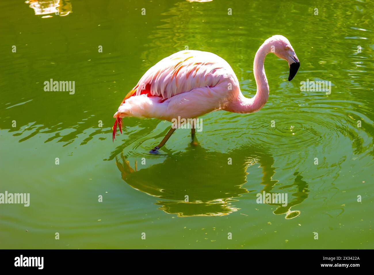 Solitaire Flamingo pataugant dans l'étang au zoo local Banque D'Images