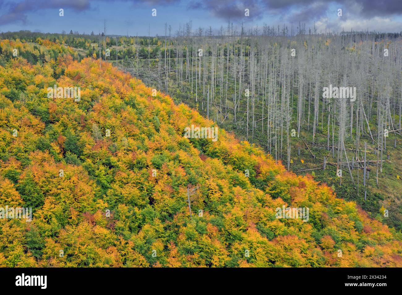 Forêt mixte à côté de la forêt d'épinettes mortes, destruction par l'infestation de coléoptères de l'épinette européenne (IPS typographus), parc national du Harz, Allemagne Banque D'Images