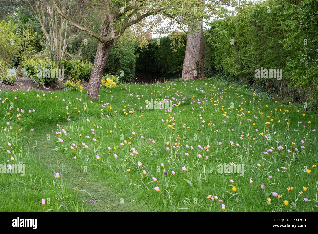 Espèce tulipes plantées dans l'herbe à Burnby Hall Gardens Banque D'Images