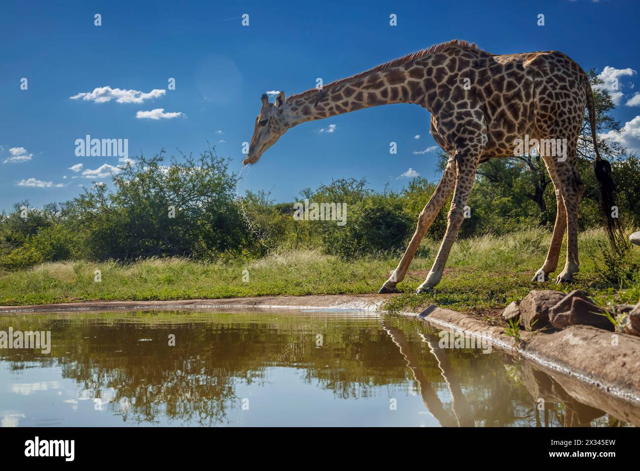 Girafe buvant au point d'eau dans le parc national Kruger, Afrique du Sud ; espèce Giraffa camelopardalis famille des Giraffidae Banque D'Images