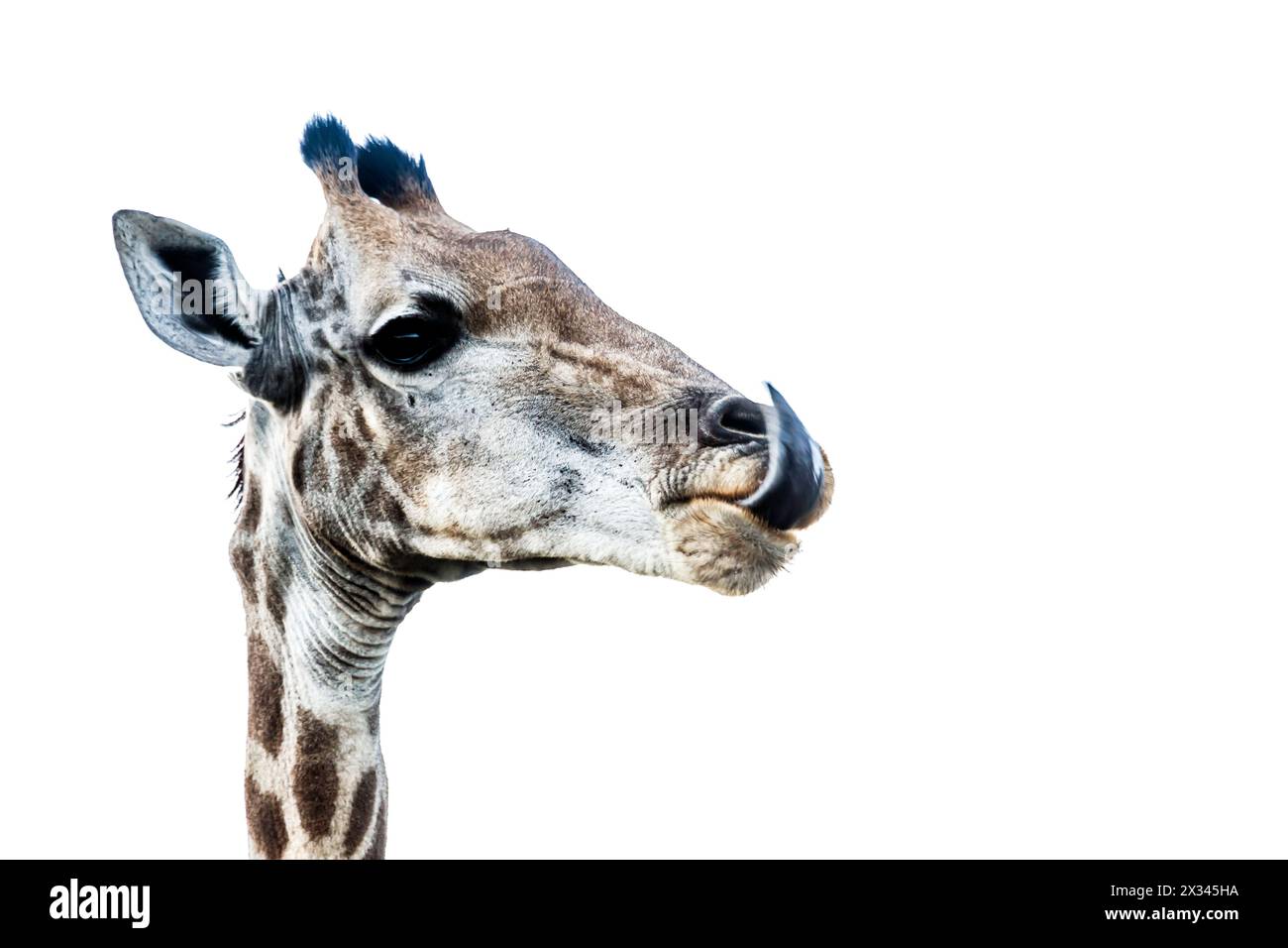 Girafe drôle portrait isolé sur fond blanc dans le parc national Kruger, Afrique du Sud ; espèce Giraffa camelopardalis famille des Giraffidae Banque D'Images