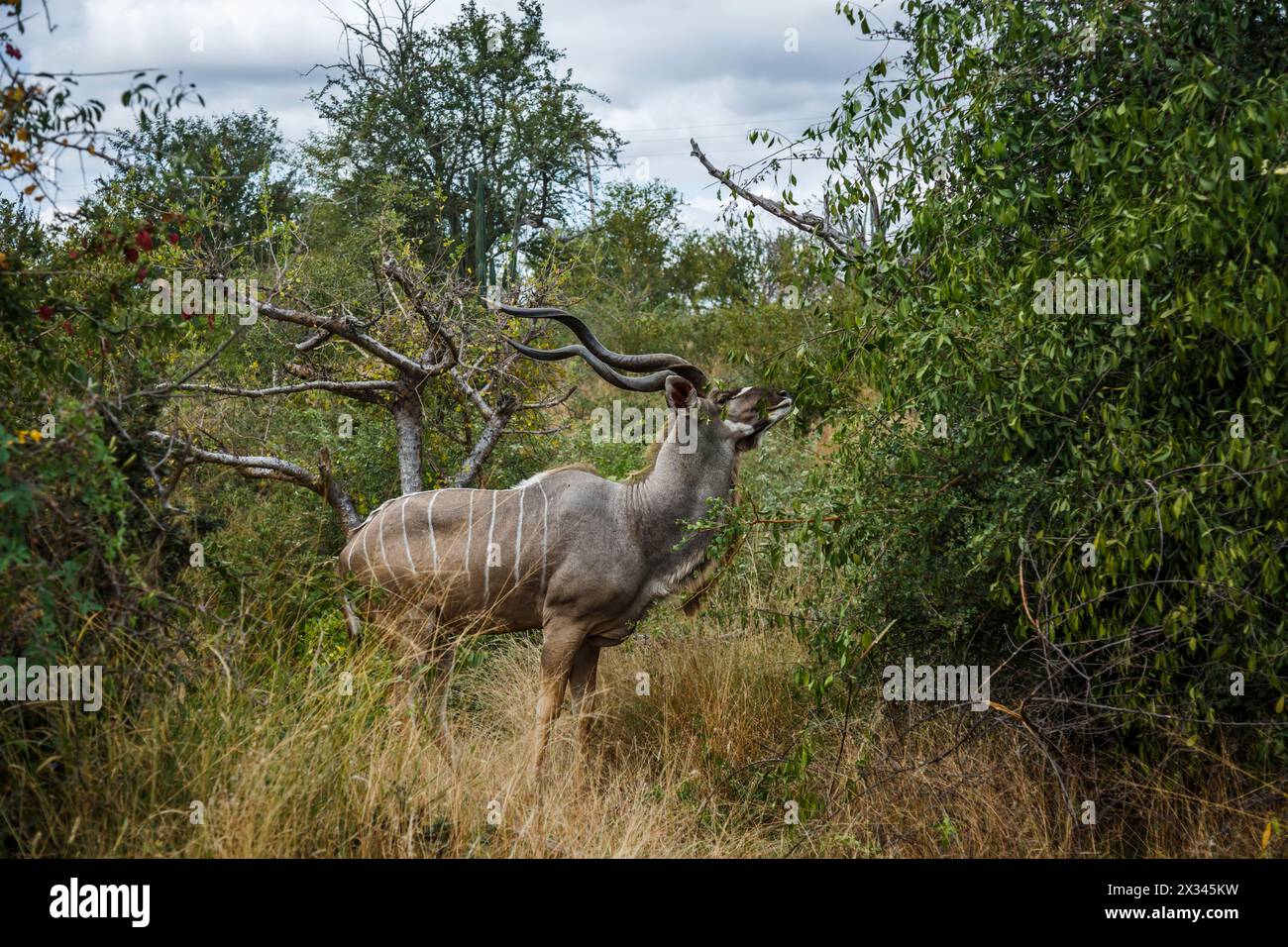 Grand Kudu majestueux mâle à cornes mangeant dans la brousse dans le parc national de Kruger, Afrique du Sud ; espèce Tragelaphus strepsiceros famille des Bovidae Banque D'Images