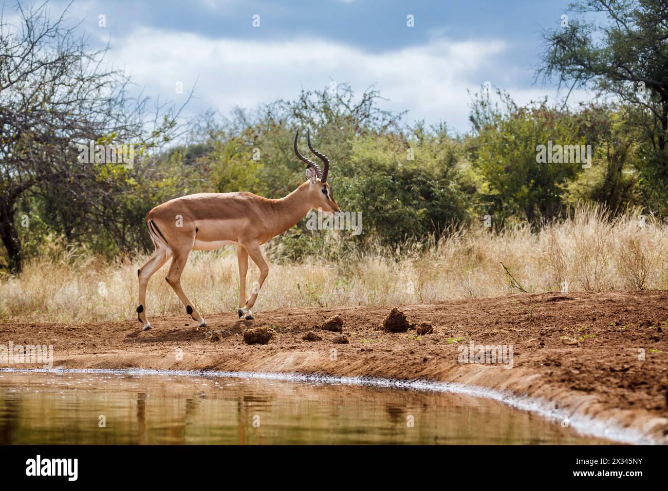 Impala commune marchant le long d'un trou d'eau dans le parc national Kruger, Afrique du Sud ; espèce Aepyceros melampus famille des Bovidae Banque D'Images