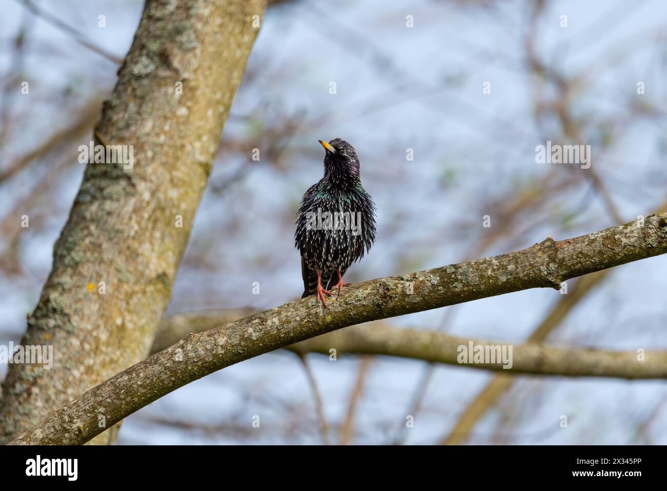 Starling Sturnus vulgaris assis sur la branche - la magie de la couleur Banque D'Images