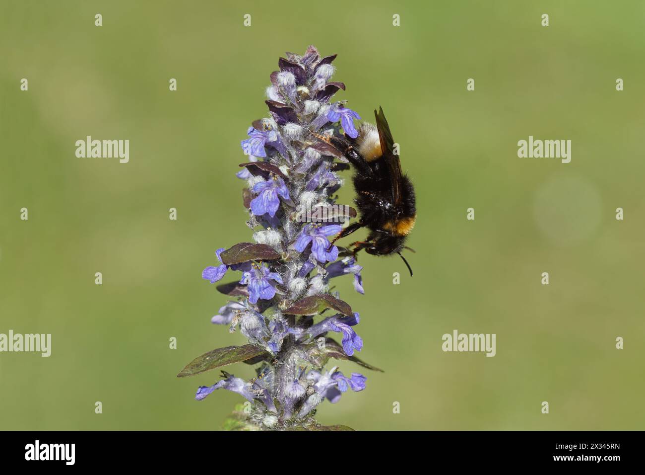 Apidae de la famille des bourdons coucou sur les fleurs de Bugleweed, Buggle commun (Ajuga reptans). Bombus vestalis ou Bombus bohemicus. Printemps, pays-Bas, avril Banque D'Images