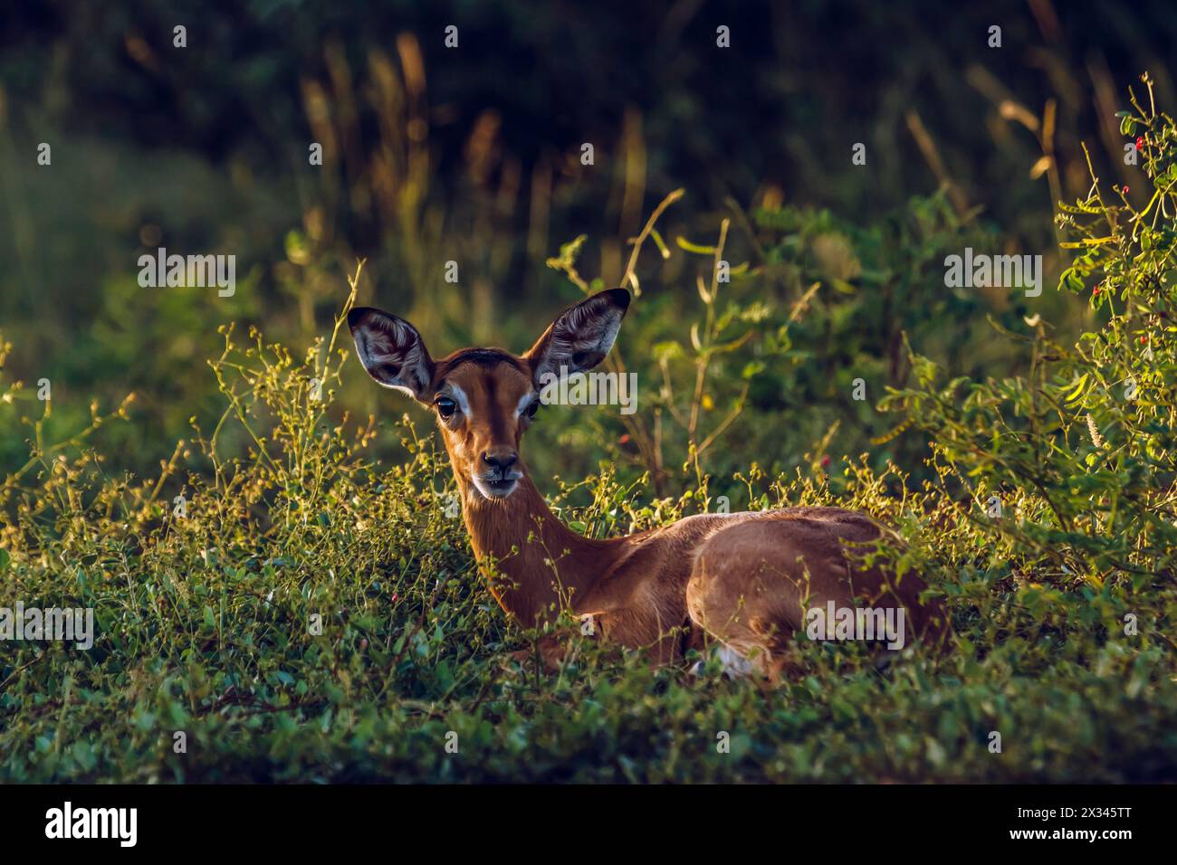 Mignon jeune Impala commun couché dans l'herbe dans le parc national Kruger, Afrique du Sud ; espèce Aepyceros melampus famille des Bovidae Banque D'Images