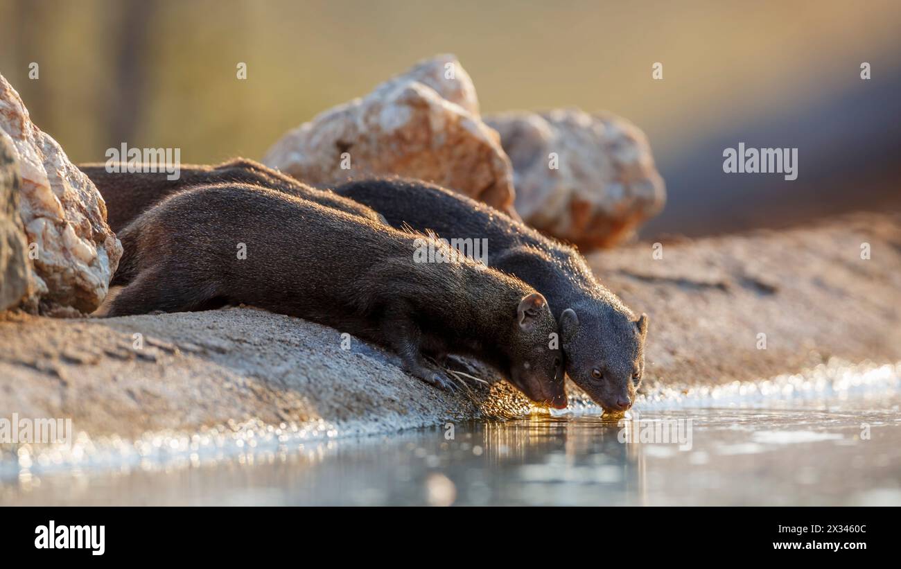 Trois minces mangoustes buvant dans un trou d'eau en contre-jour dans le parc transfrontalier de Kgalagadi, Afrique du Sud ; espèce Galerella sanguinea famille de Herpestid Banque D'Images