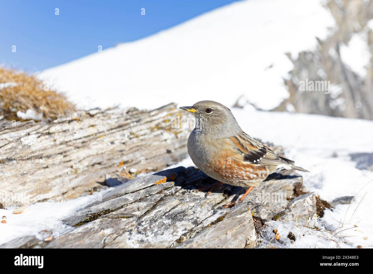 Alpine accentor (Prunella collaris) photographié avec un objectif grand angle. Banque D'Images