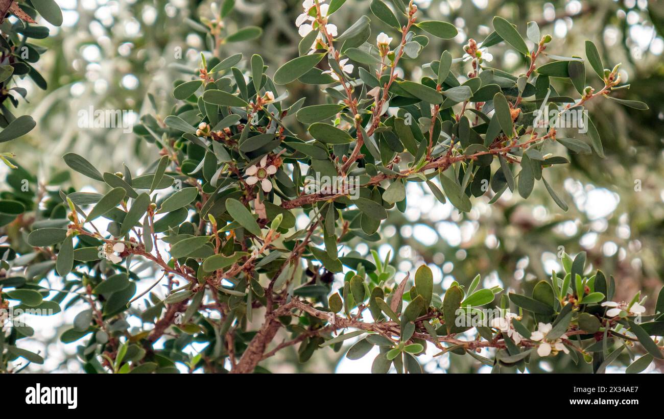 Arbre à thé nain, Leptospermum laevigatum 'Reevesii'. Verdure luxuriante d'un arbuste avec de petites fleurs blanches et des branches rougeâtres sur un fond flou Banque D'Images