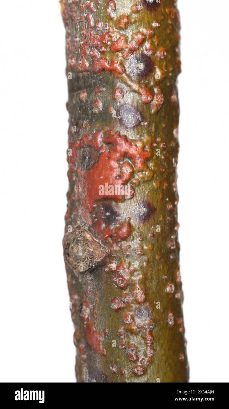 Une branche d'un tilleul (Tilia) avec des symptômes de maladie Canker — free download