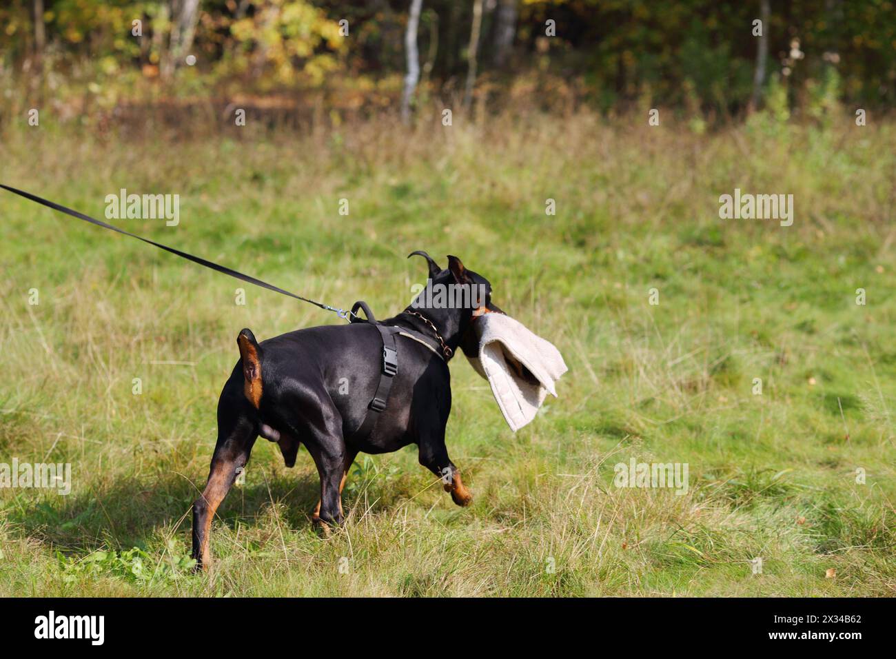 Doberman Pinscher en laisse va sur l'herbe verte avec coussin protecteur Banque D'Images
