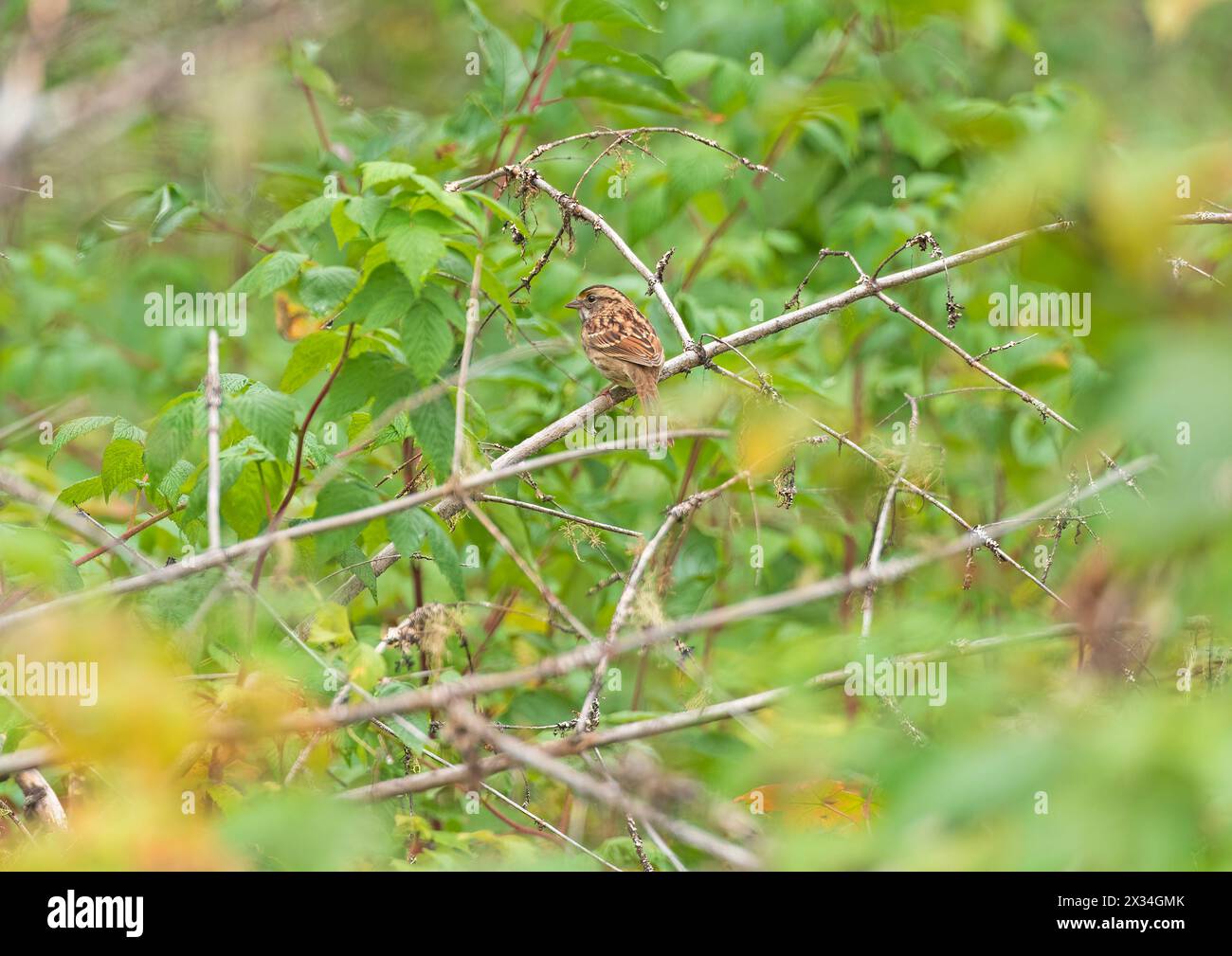 Lincolns Sparrow flambant dans la forêt dans le parc provincial Grass River au Manitoba Banque D'Images