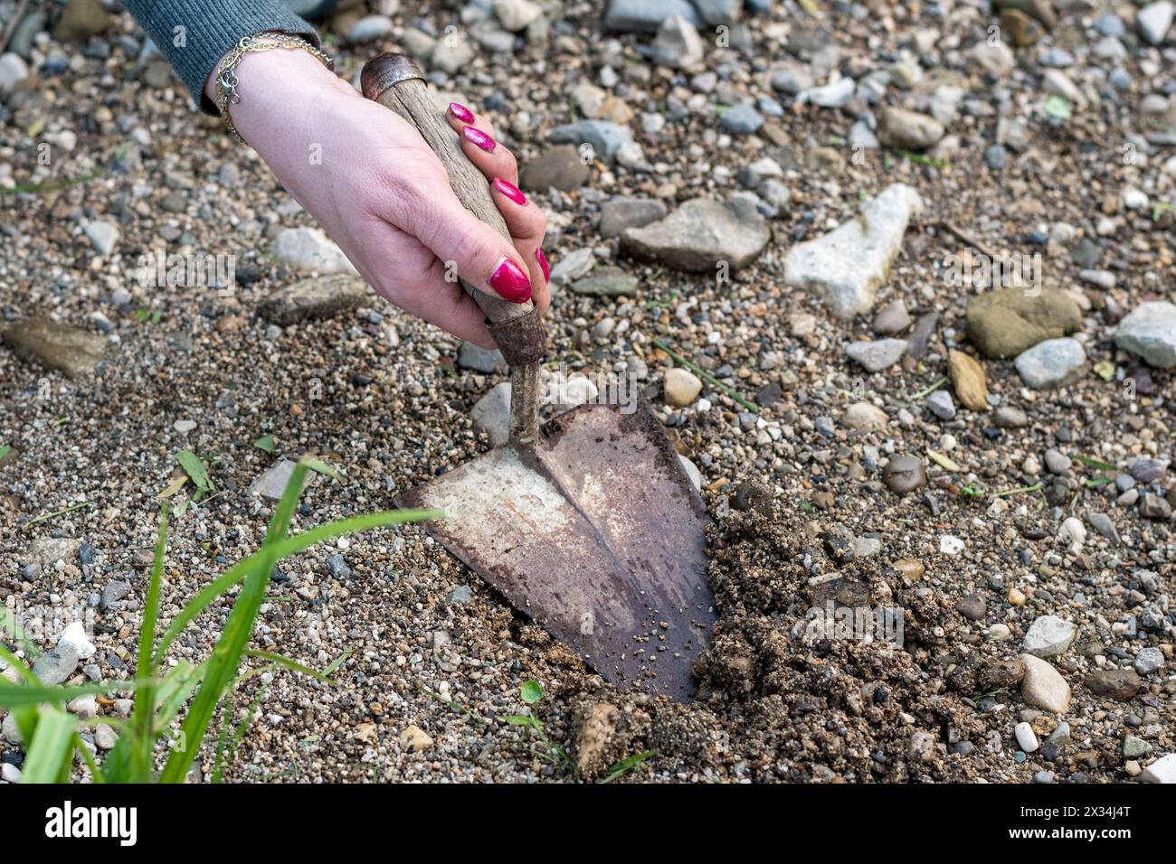 Main de femme sale travaillant dans le potager avec une truelle. Mains féminines bien soignées souillées de saleté. Banque D'Images