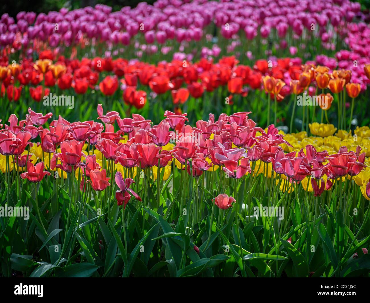 Beaucoup de tulipes multicolores en fleurs Banque D'Images