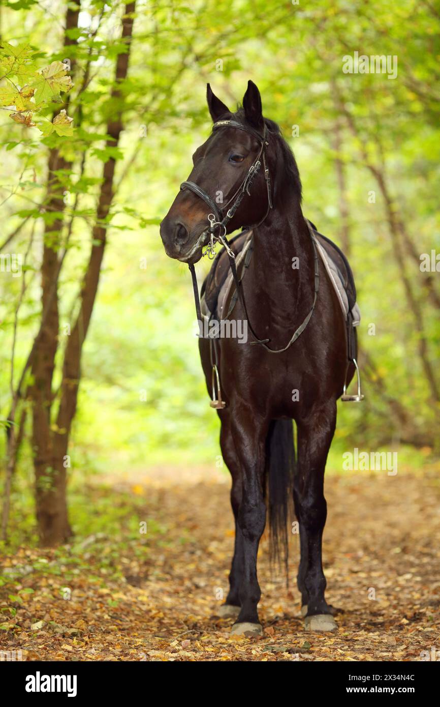 Cheval noir avec selle et harnais dans le parc ensoleillé d'automne Banque D'Images