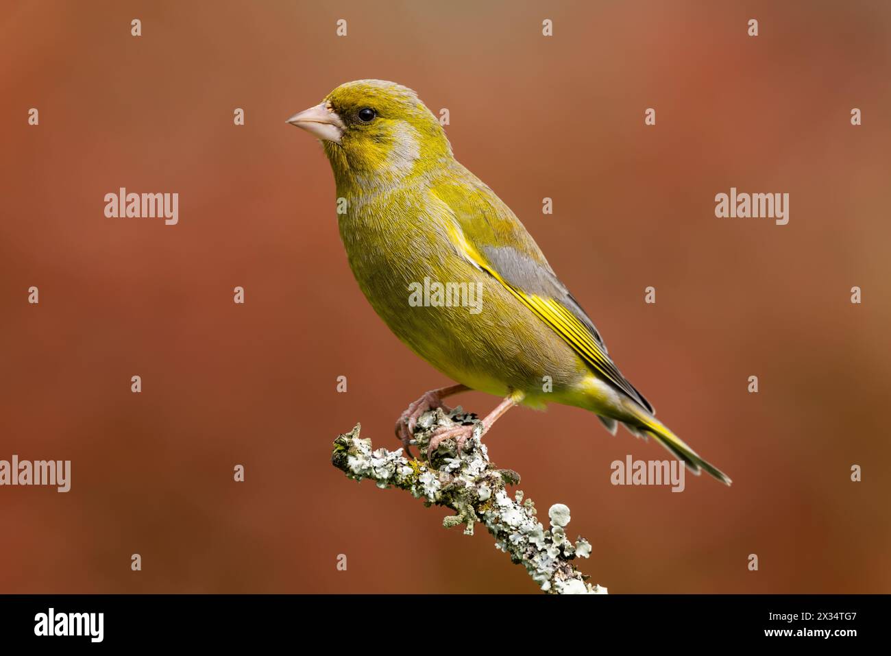 Greenfinch perché sur une brindille couverte de lichen avec un fond rouge Banque D'Images