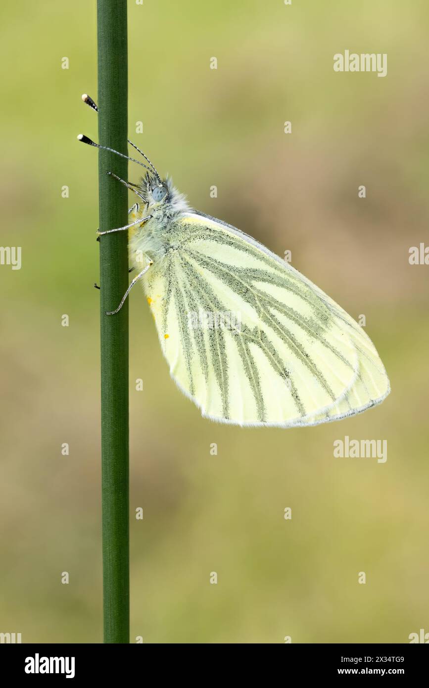 Papillon blanc à veines vertes au repos sur un roseau Banque D'Images