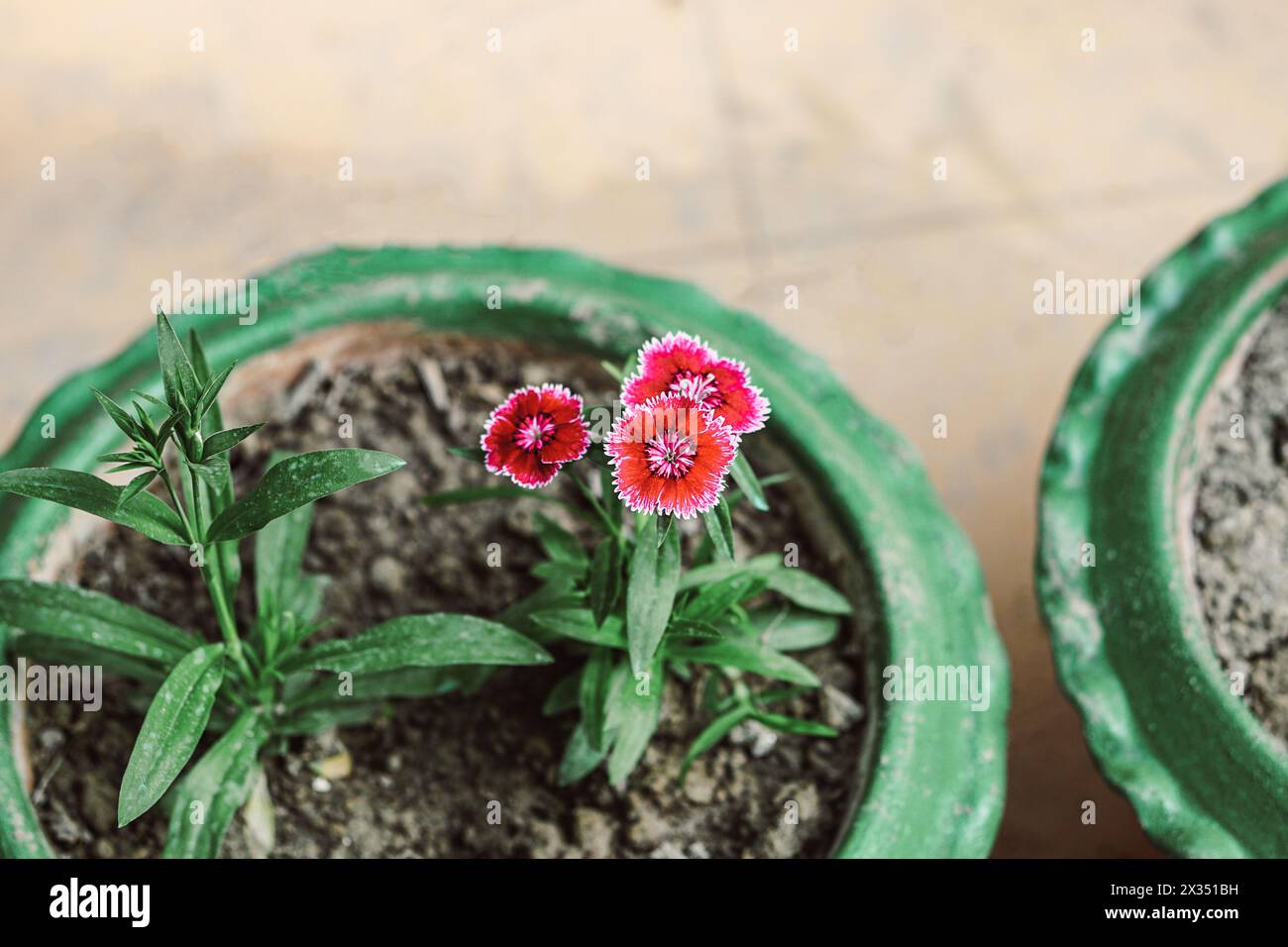 Fleurs rose arc-en-ciel ou rose porcelaine grandissant sur la baignoire Banque D'Images
