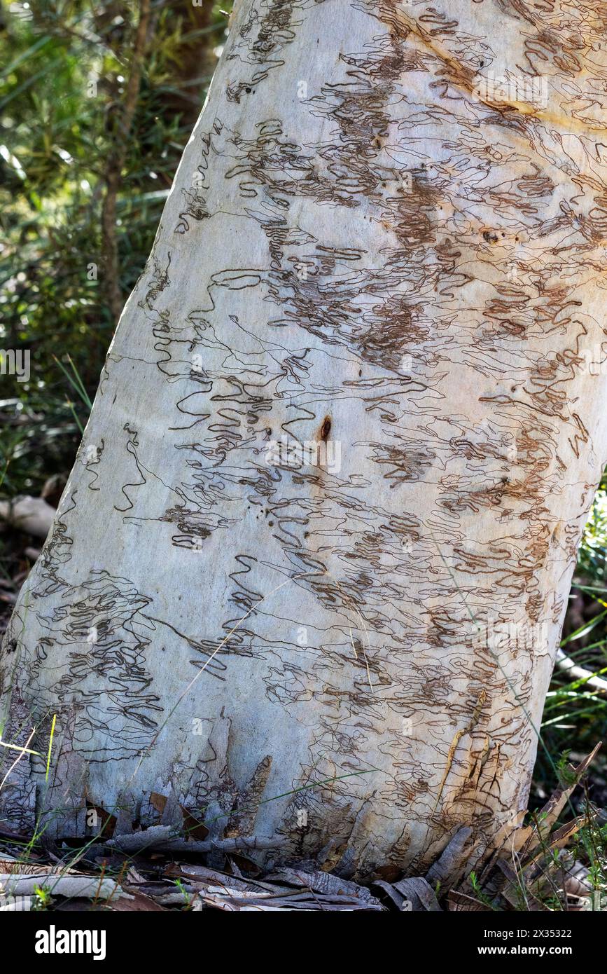 Écorce de l'Australian Scribbly Gum Tree montrant une effraction causée par les larves du Scribbly Gum Moth Banque D'Images