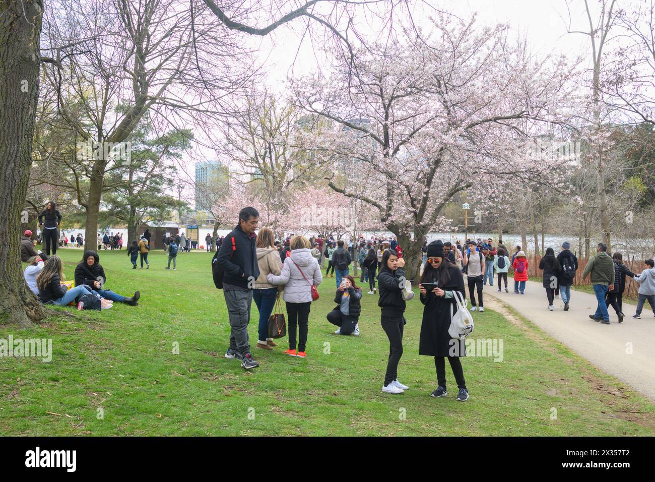 Toronto, ON, Canada – 21 avril 2024 : les gens apprécient l’observation (et la détente) des cerisiers en fleurs à High Park Banque D'Images