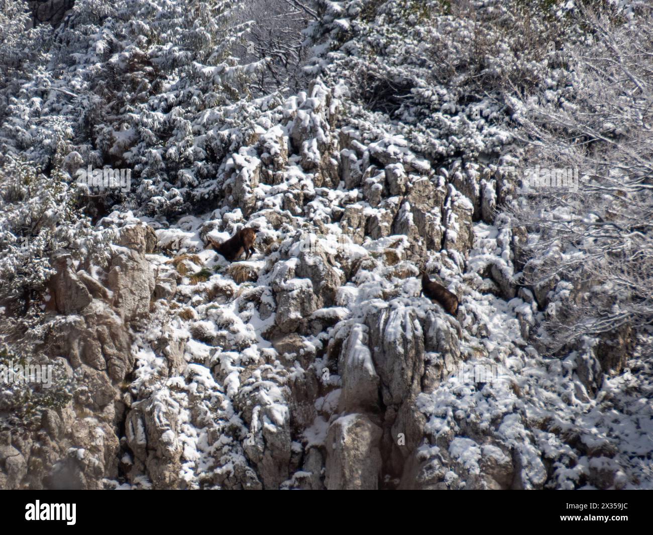 Chamois dans le parc national de Risnjak, Croatie Banque D'Images