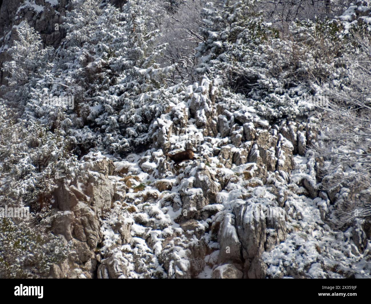 Chamois dans le parc national de Risnjak, Croatie Banque D'Images