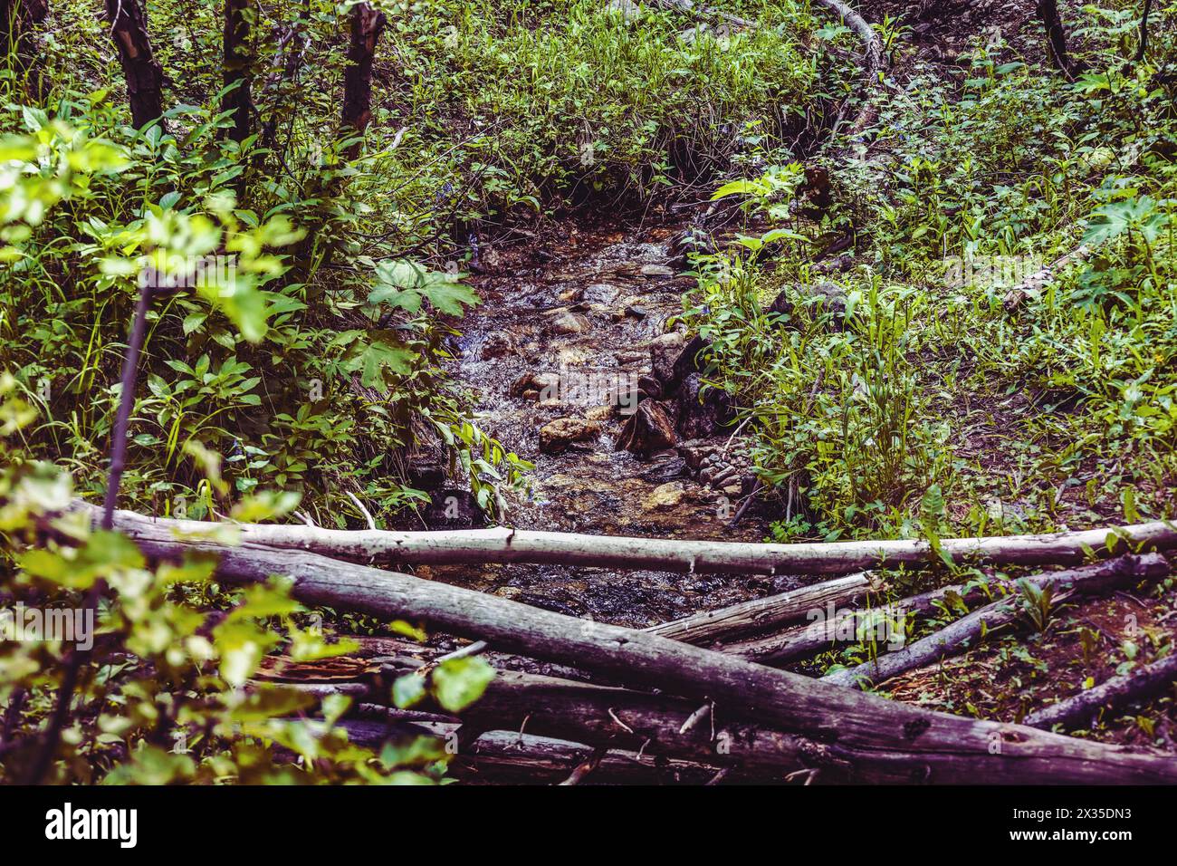 Nature's Symphony dans le parc national des montagnes Rocheuses, l'eau avec un soupçon de vert coule sur un lit de fougères luxuriantes et de fleurs sauvages. Banque D'Images