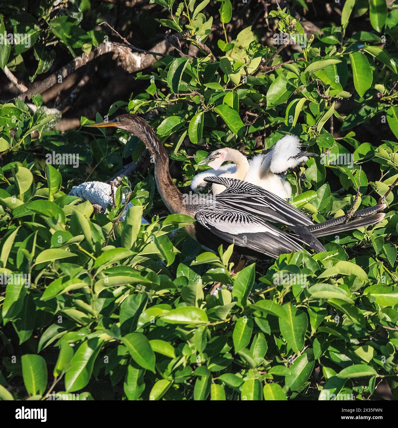 Anhinga Banque D'Images