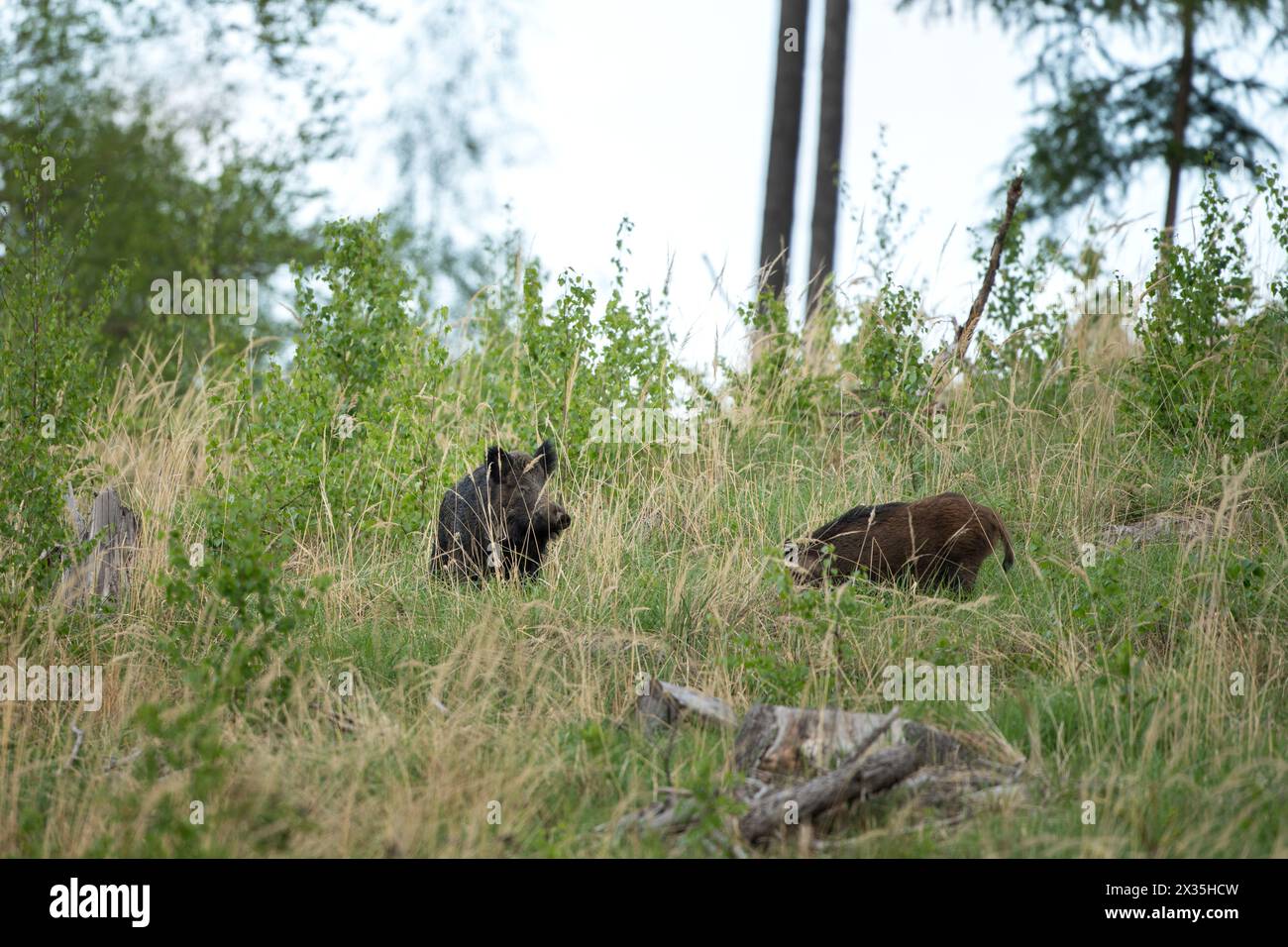 Truie sauvage dans la forêt printanière. Sanglier avec petits porcelets. Faune européenne dans la forêt. Banque D'Images