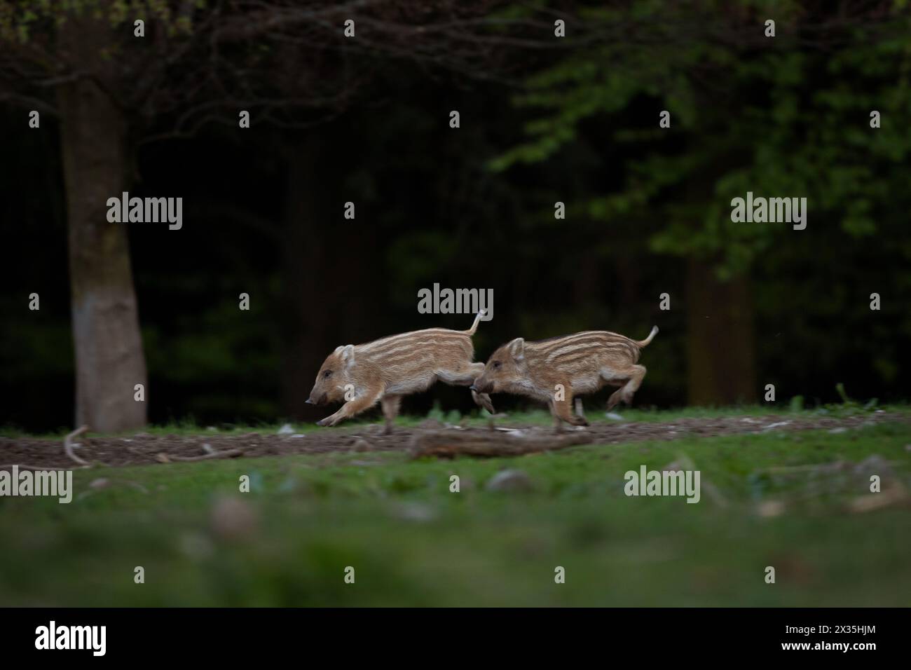 Truie sauvage dans la forêt printanière. Sanglier avec petits porcelets. Faune européenne dans la forêt. Banque D'Images