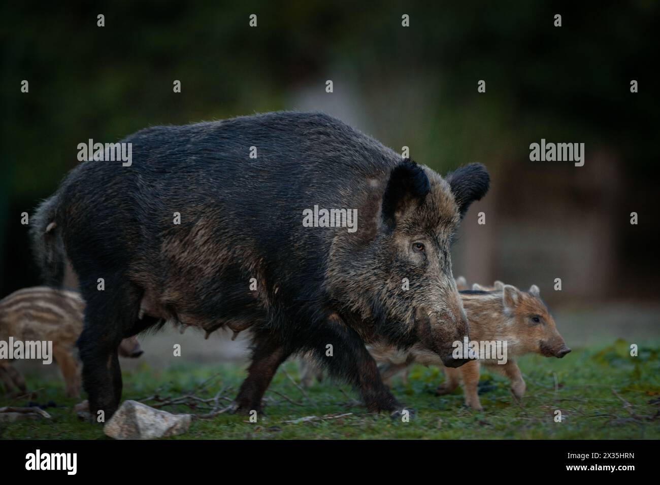 Truie sauvage dans la forêt printanière. Sanglier avec petits porcelets. Faune européenne dans la forêt. Banque D'Images