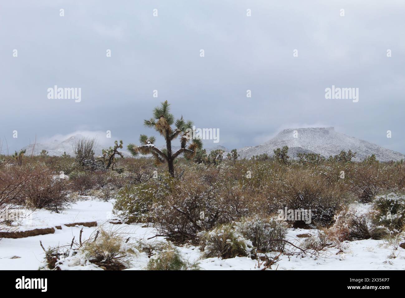 Neige dans le comté de Mohave, désert de Mohave Arizona, arbres de Joshua Banque D'Images