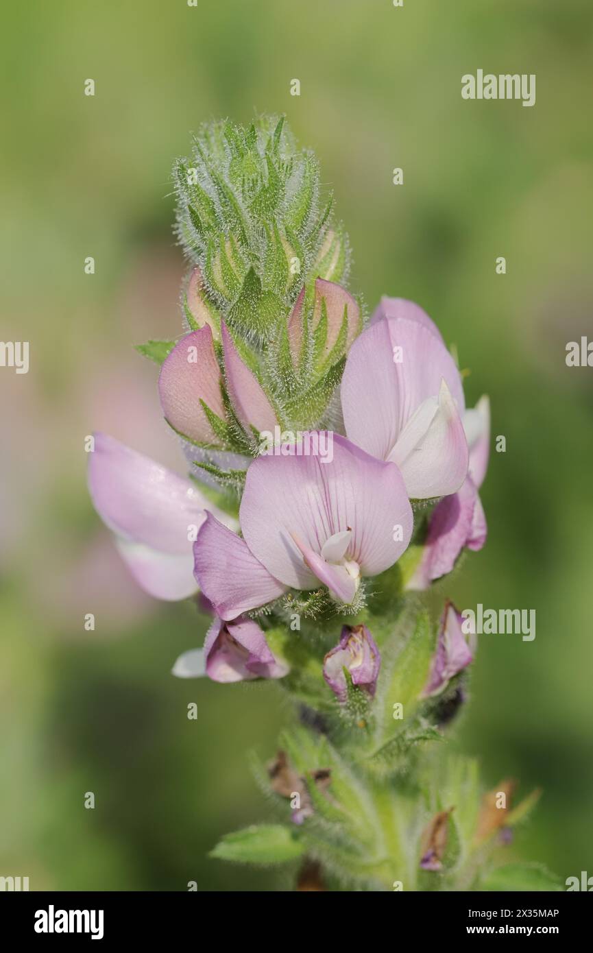 Floraison de Bocks-Hauhechel ou Acker-Hauhechel (Ononis arvensis), Bade-Wuertemberg, Allemagne Banque D'Images