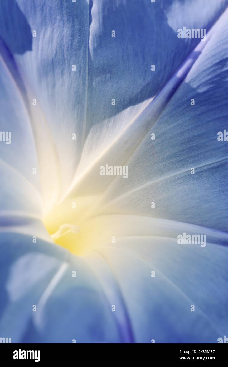 Gloire matinale tricolore (Ipomoea tricolor), détail de la fleur, originaire du Mexique, plante ornementale, Rhénanie du Nord-Westphalie, Allemagne Banque D'Images