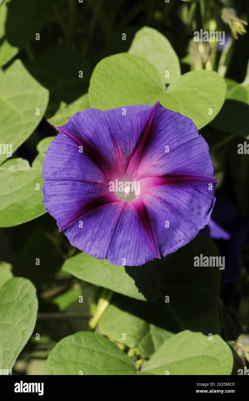 Gloire du matin pourpre (Ipomoea purpurea), fleur, originaire du Mexique, plante ornementale, Rhénanie du Nord-Westphalie, Allemagne Banque D'Images