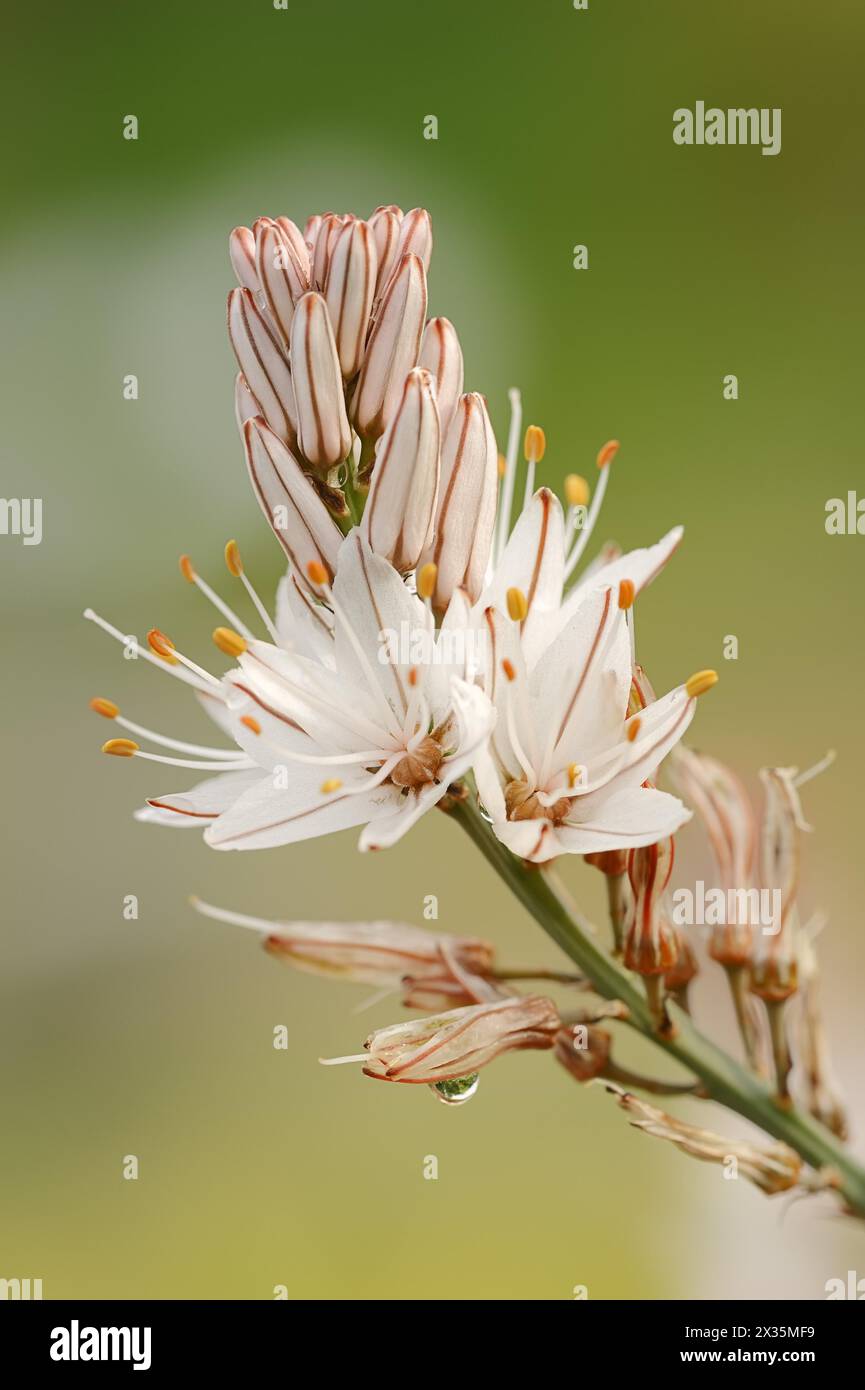 Asphodelus ramosus (Asphodelus ramosus), fleurs, Provence, France Banque D'Images