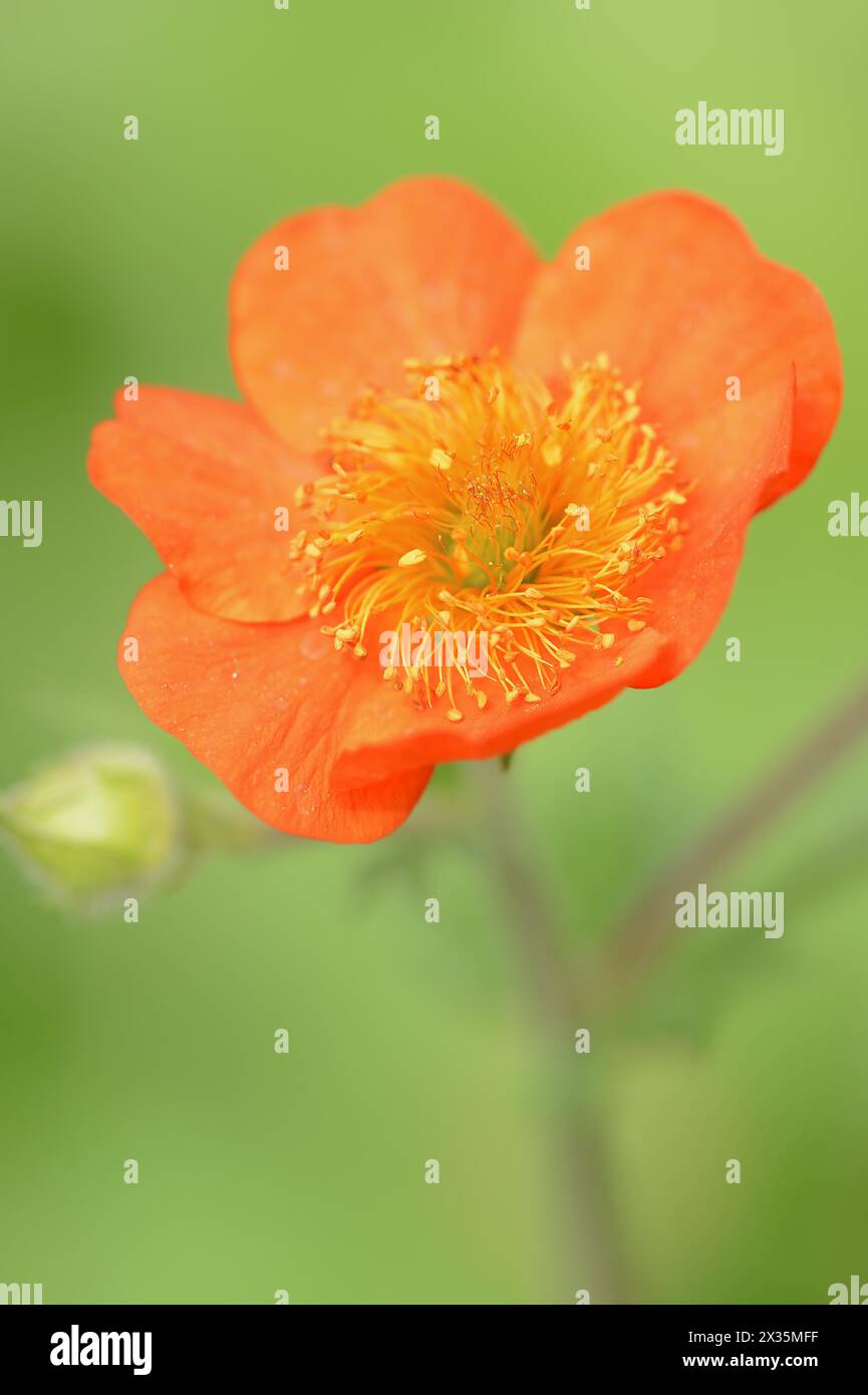 Racine d'oeillet rouge ou racine d'oeillet de jardin (Geum coccineum), fleur, plante ornementale, Rhénanie du Nord-Westphalie, Allemagne Banque D'Images