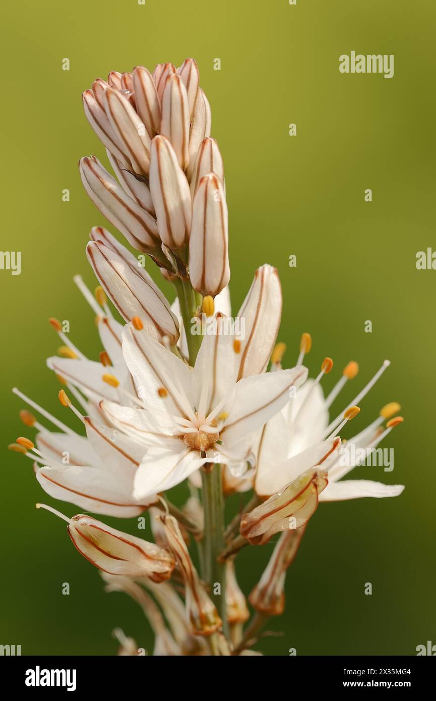 Asphodelus ramosus (Asphodelus ramosus), fleurs, Provence, France Banque D'Images