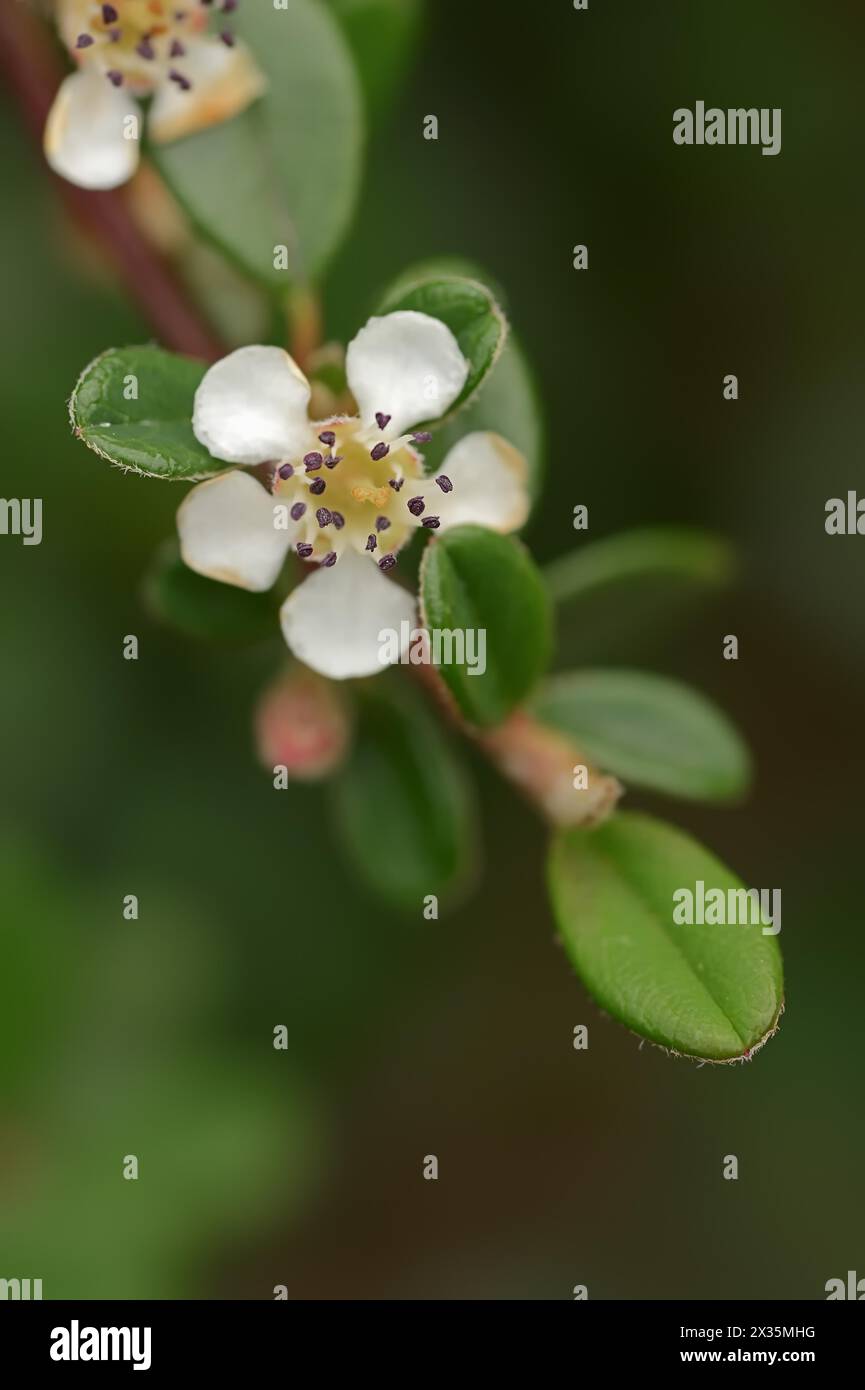 Cotinga à petites feuilles (Cotoneaster microphyllus), fleur, plante ornementale, originaire d'Asie Banque D'Images