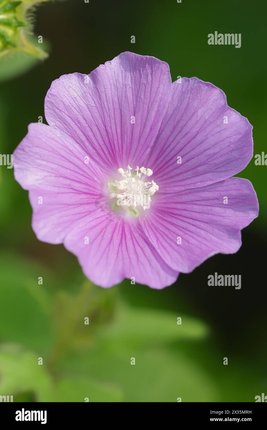 Mauve estivale à crête (Anoda cristata), fleur, plante ornementale, Rhénanie du Nord-Westphalie, Allemagne Banque D'Images