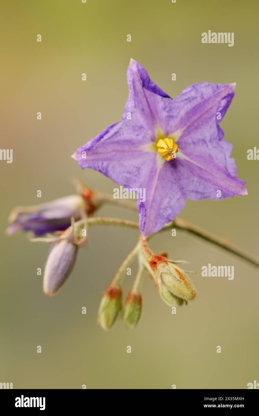 Tomate Porcupine (Solanum pyracanthum), fleur, plante ornementale, originaire de Madagascar Banque D'Images