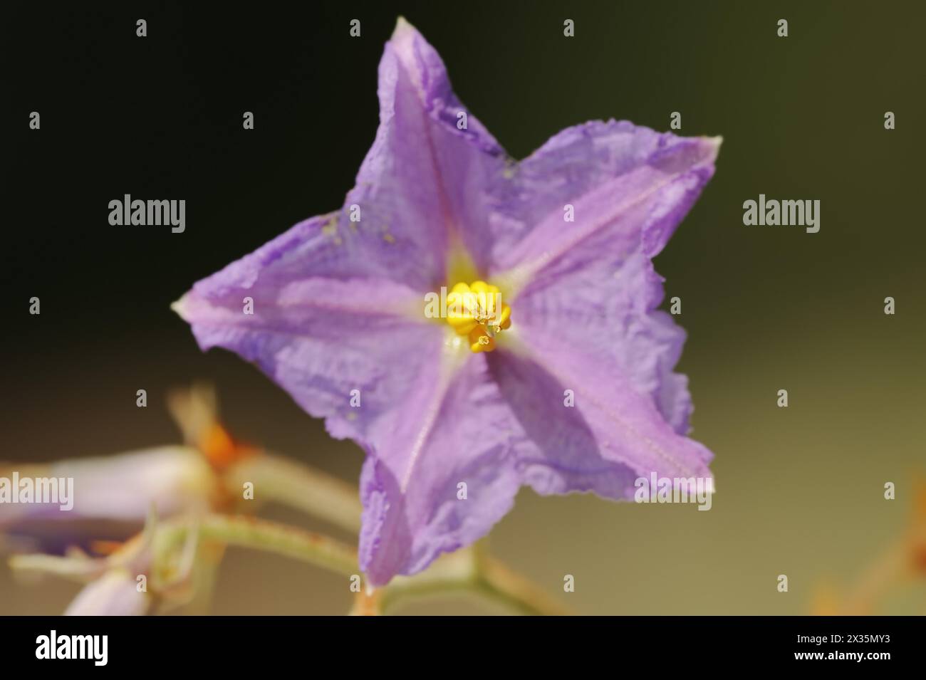 Tomate Porcupine (Solanum pyracanthum), fleur, plante ornementale, originaire de Madagascar Banque D'Images