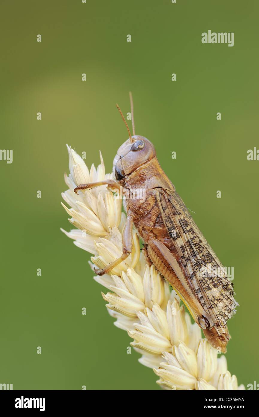 Le criquet migrateur européen (Locusta migratoria), Provence, sud de la France Banque D'Images