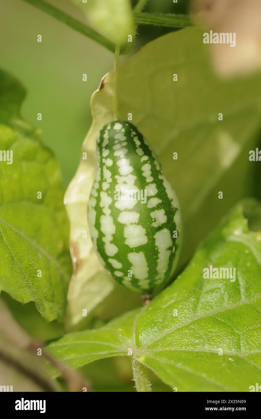 Mini concombre mexicain (Zehneria scabra, Melothria scabra), concombre sur la plante, plante utile, Rhénanie du Nord-Westphalie, Allemagne Banque D'Images