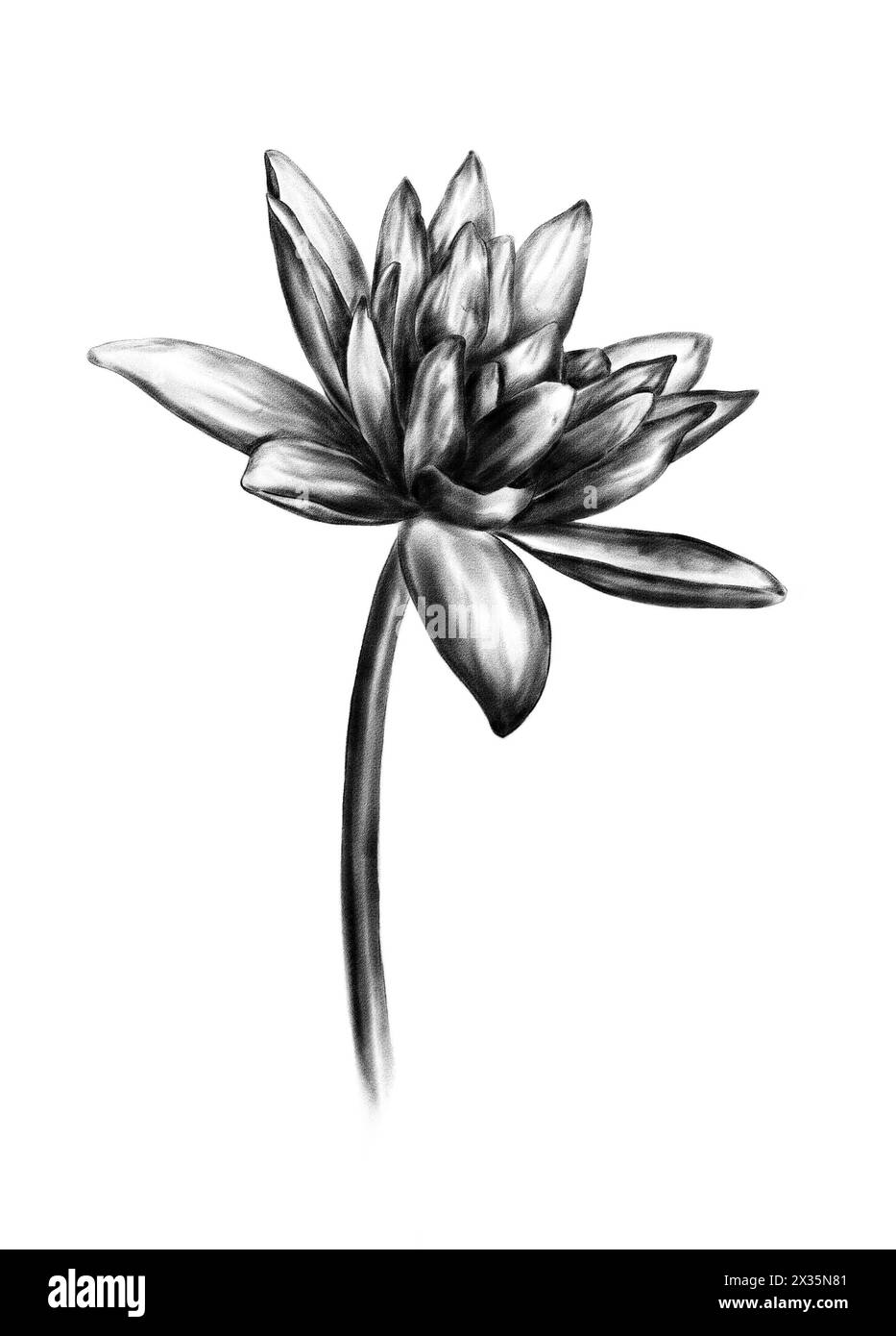 Fleur de lotus florissante sur fond blanc. Illustration en noir et blanc Banque D'Images