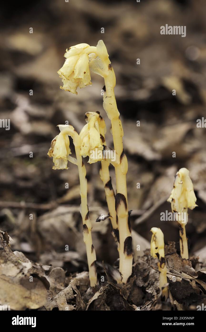 Asperges d'épinette (Monotropa hypopitys, Hypopitys monotropa), Rhénanie du Nord-Westphalie, Allemagne Banque D'Images